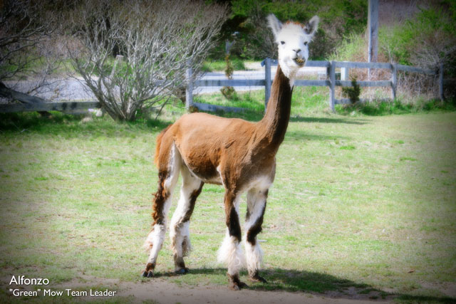 Alfonzo | "Green" Mow Team Leader