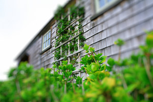 "Sea Glass" Nantucket Landscaping II